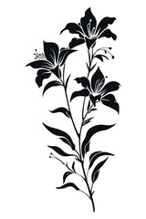 Silhouette of three lilies with leaves on a white background.