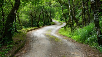 Obraz premium Scenic Trail Through Lush Forest, winding through vibrant greenery, surrounded by towering trees, inviting exploration of the serene beauty of the natural landscape.