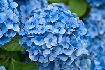 雨上がりの紫陽花