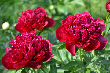 peony Red Charm red macro, close-up
