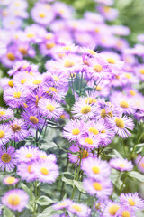 Nature background with spring flowers. Selective and soft focus. Close up.	