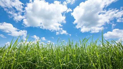Obraz premium Green Grass Field Under Blue Sky with White Clouds