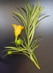 Yellow oleander 