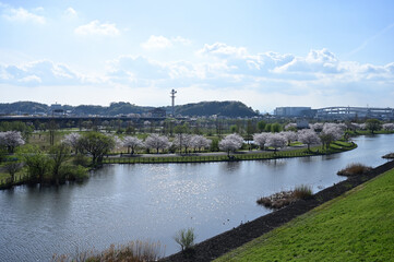 Obraz premium 鶴見川沿いの桜