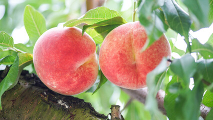 収穫期の色づいた桃