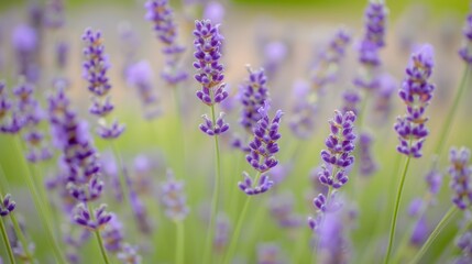 Obraz premium Lavender Fields: A serene and calming image featuring a closeup of delicate purple lavender blossoms, bathed in soft sunlight. The blurred background evokes a sense of tranquility and peace.