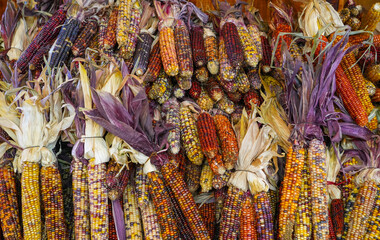 colorful indian corn for autumn decoration