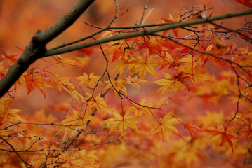 Vivid autumn leaves in Kyoto / 色鮮やかに色付いた京都の紅葉(接写)