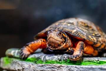 キボシイシガメのアップ