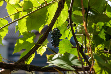 grapes in the vineyard