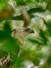 Changeable hawk eagle 