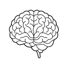 Detailed Brain Vector Graphic, Brain Anatomy Vector Illustration.