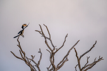 Hornbill 