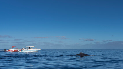 Whale watching. Tourist motorboats in the blue ocean. The back and dorsal fin of a sperm whale are visible above the surface of the water. Light clouds in the azure sky. Copy space. Mauritius. © Вера 
