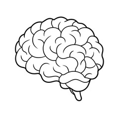 Detailed Brain Vector Graphic, Brain Anatomy Vector Illustration.
