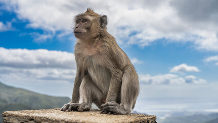 A crab-eating monkey is sitting on top of a stone fence, looking into the distance. Fluffy beige...