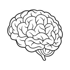 Detailed Brain Vector Graphic, Brain Anatomy Vector Illustration.