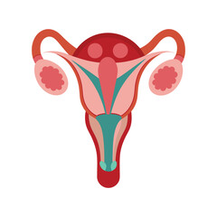 Female Reproductive System Vector Illustration.