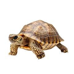 Naklejka premium Close-Up of a Majestic Tortoise with Detailed Shell Patterns on a Background