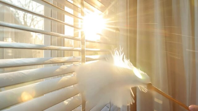 Dusting blinds with a feather duster, bright window