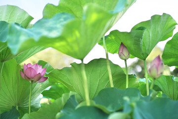 日本の夏　横浜の日本庭園の蓮の花　7月　8月
