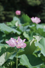 日本の夏　横浜の日本庭園の蓮の花　7月　8月