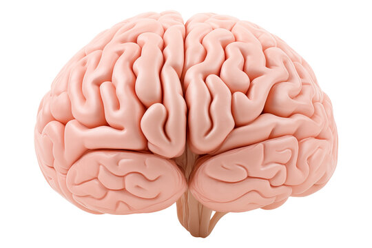 Model of human brain isolated on a transparent background.