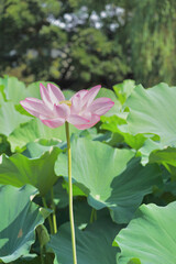 日本の夏　横浜の日本庭園の蓮の花　7月　8月
