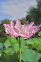 日本の夏　横浜の日本庭園の蓮の花　7月　8月