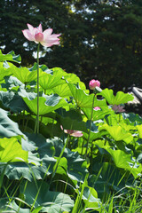 日本の夏　横浜の日本庭園の蓮の花　7月　8月