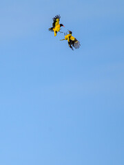 Bird fighting 