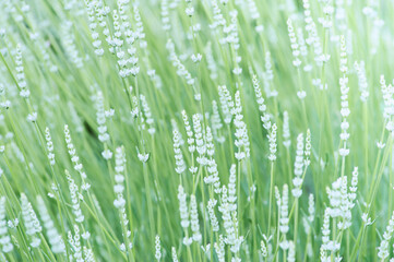 Nature background with spring flowers. Selective and soft focus. Close up