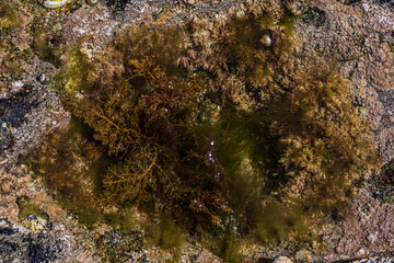 Algues, rochers et coquillages sur la plage