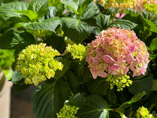 Hydrangea flowers pink greenish blossom in garden 