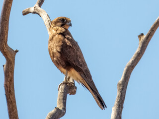 Brown Falcon - Falco berigora in Australia