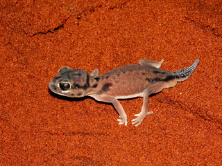 Common Knob-tailed Gecko (Nephrurus levis) in Australia