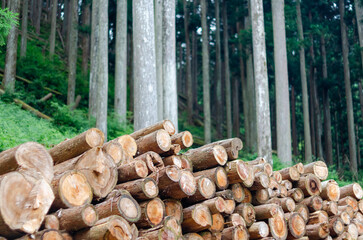 集積されたバイオマス発電用の間伐材と間伐後の森