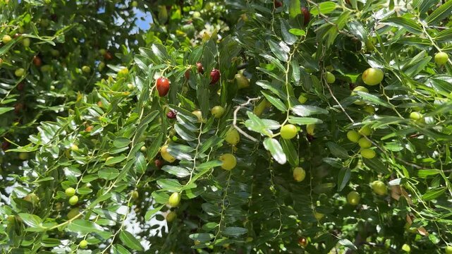 Tree with fruits ziziphus jujuba, jujube, red date, chinese date