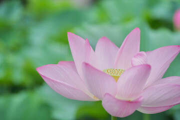 日本の夏　横浜の日本庭園の蓮の花　7月　8月