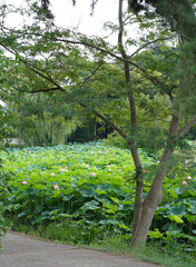 日本の夏　横浜の日本庭園の蓮の花　7月　8月