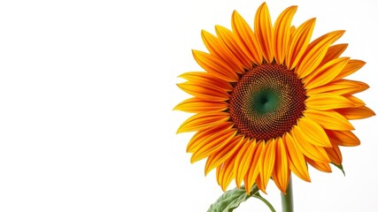 Fototapeta premium A bright and cheerful single sunflower with large yellow petals and a dark center stands tall against a