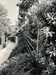 Tranquil pathway in Carlsbad, California, flanked by lush foliage and a metal railing, leading the...