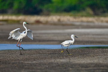 Egret on the beach