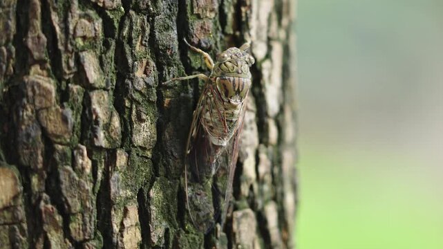  Small cicada ,green cicada on the tree.