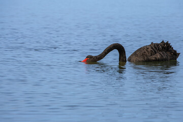 A Black Swan (Cygnus atratus) in the waters of the Gippsland Lakes, Australia.