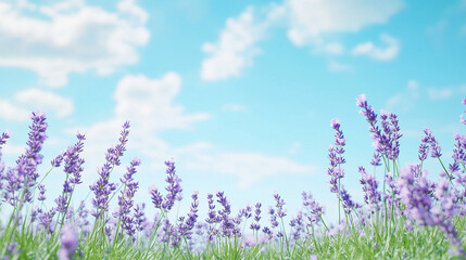 Naklejka premium Lavender Field Under Blue Sky: A field of lavender flowers reaches towards a bright blue sky, filled with soft, fluffy white clouds. The image evokes a sense of tranquility, peace, and serenity. 