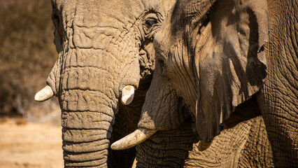 Elephants of Southern Africa, Namibia