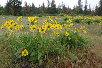 Vibrant Yellow Springtime flowering Careys Balsamroot Wildflowers, Balsamorhiza careyana, Columbia river Gorge Oregon