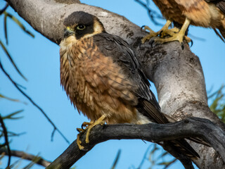 Stunning native bird found in open areas across much of Australia.