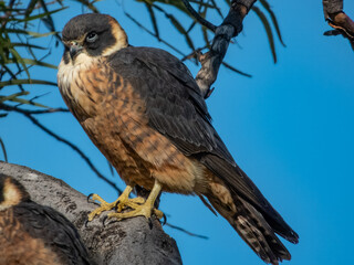 Stunning native bird found in open areas across much of Australia.